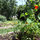 Salad garden outside studio window