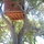 The Lorax Lodge