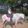 Rancho Ricco horse ranch and farm