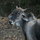 Rancho Ricco horse ranch and farm