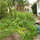Early Summer garden