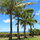 Organic Coconut Trees Sway in the Breeze!