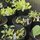 These starts are ready to go into the raised beds