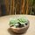 a pot of sedum from my friend Topher on the table in the courtyard