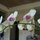 Orchid Garden of 75+ plants