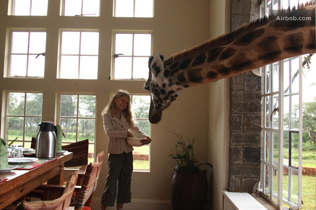 Giraffe Manor - Mmmm...can I have a bite?