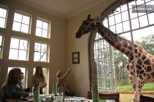 Giraffe Manor