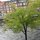 The tree - one of many - out on the street