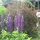 my surrounding garden