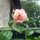 rose in front of the house...in the waning summer