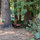 Entrance to the redwood fairy-ring at RiverSea