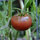 Guests are welcome to harvest vegies and fruits throughout RiverSea's organic gardens