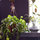 Happy Plants = Happy Home