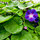The Morning Glories are like weeds in my back and front yard!
