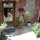 Entrance through the shared courtyard