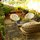 View from sunroom to your private backyard!