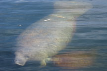 Manatee Q! Fl Keys Romantic Lux