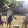 Hazel, Bella, Lulu, and Greta can't wait to meet you!  "Teddy" the donkey is a bit more reserved...