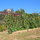1 of 3 vegie gardens