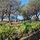 The drive and the view of the house through the olive trees.