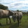 Bubbles & Benson our ponies