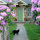 Jim the cat invites you into the front door of the stone cottage.