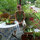 Lots of garden veggies!