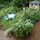 Come lie on the hammock surrounded by sunflowers!