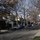 Our street, Westminster Road in beautiful Ditmas Park, Brooklyn