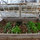 The cold frame with new veggie plants starting.