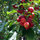 Looking for the perfect local food?