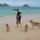 Lanikai Beach in Kailua with the dogs!