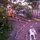 Tippi enjoying the garden in the front yard. Notice the park bench and the fruit trees: mango, lemon, and tangelo pictured 