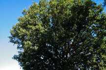 relax under the Big Oak, Assisi