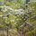 Blue Ridge Mountain "Yurt" B & B