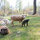 Blue Ridge Mountain "Yurt" B & B