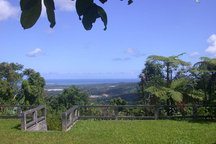 rainforest
