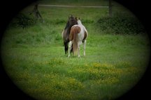 Rancho Ifa Northwest