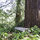 Treehouse Overlooking SF Bay