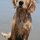 Our 18 week old full breed Golden Retriever, Jackson at the beach! 