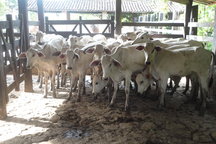 Bahia Coccoa/Cattle Farm