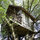 And floating securely in a stately California Live Oak for over a decade