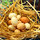 Attunement Urban Farm Eco Cozy