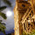 Full Moon over Honolulu