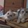 My Cats - Beeby & Miu Miu (But not @ the Apartment)