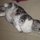 My Cat - Beeby (But not @ the Apartment)