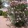 Backyard: Garden in bloom (oleanders are toxic and should not be eaten by pets)