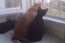 Great W.Hollywood 1BR apt (w/cats)