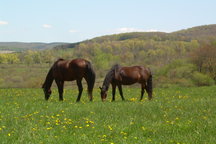 Ole Miss Franny's Farm 