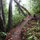 Leaning trees at end of trail